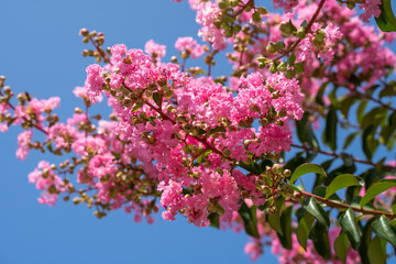 Wall Mural - Lagerstroemia indica in blossom. Beautiful pink flowers on Сrape myrtle tree on blurred blue sky background. Selective focus.