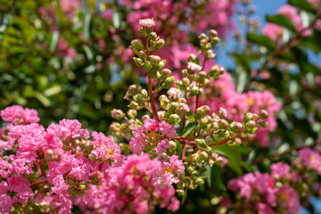 Wall Mural - Lagerstroemia indica in blossom. Beautiful pink flowers on Сrape myrtle tree on blurred green background. Selective focus.