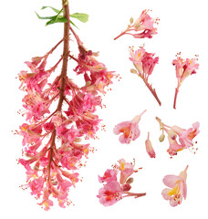 Wall Mural - Aesculus x carnea or red horse chestnut isolated on white background