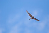 Fototapeta Na sufit - Antillean Nighthawk hunting Overhead
