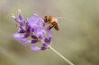 bee on a flower lavender 