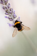 fluffy bumblebee on lavender 