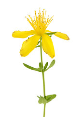 Wall Mural - saint john's wort or Hypericum flowers isolated on white background