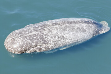 Poster - A grey whale - Generative AI