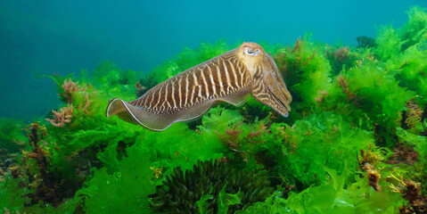Wall Mural - A cuttlefish underwater in the sea (Sepia officinalis, European common cuttlefish) with algae, Atlantic ocean, natural scene, Spain, Galicia