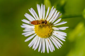 Poster - bee on daisy