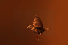Brown Bird Flying On Solid Brown Background