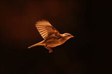 Brown Bird Flying On Solid Brown Background