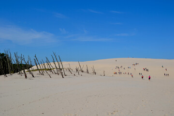 Wall Mural - Dead forest and moving dunes in the Slowinski National Park. Beautiful landscape of the sand dunes by the Baltic Sea, Leba. Poland