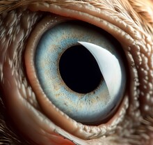 Close Up Of Eye