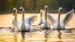 © Наталія Євтехова - A group of swans engaged in synchronized swimming, highlighting their remarkable coordination and unity Generative AI