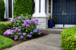 Colorful purple hydrangea flowers in full bloom in front yard of home