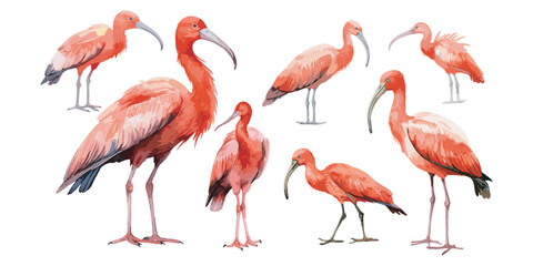 watercolor scarlet ibis clipart for graphic resources