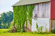 Green ivy growing on side of old barn with cinderblock pile and green grass