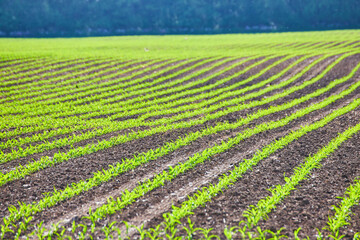 Wall Mural - Row after row of bright green plants growing in a dirt field