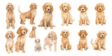 Fototapeta Dziecięca - Watercolor Golden Doodle dog clipart for graphic resources
