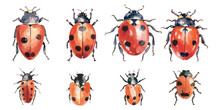 Watercolor Ladybug Clipart For Graphic Resources