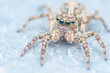 © Pawich Sattalerd - Close up a colorful jumping spider on cement floor, Selective focus, macro shot, Thailand