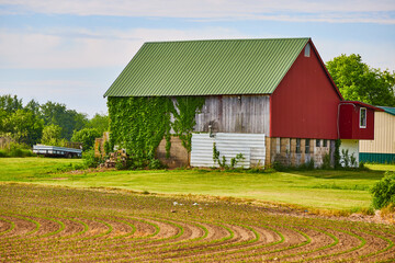 Wall Mural - Farm crop of food with tiny budding plants in front of red and white barn with green ivy on side
