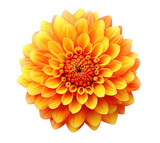 Orange dahlia flower isolated on transparent background, top view