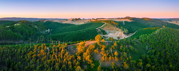 Forest in the Adelaide Hills