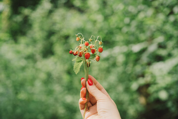 Wall Mural - Ripe Red wild strawberries berry in wild meadow, close up