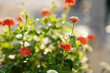 zinnia flowers in the morning