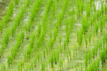 Rice seedlings planted in paddy field, taken in summer