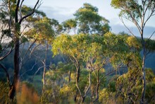 Beautiful Gum Trees And Shrubs In The Australian Bush Forest. Gumtrees And Native Plants Growing In Australia