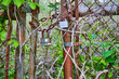 Two rusting pad locks on old rusting gate, broken, chains, iron chain link fence