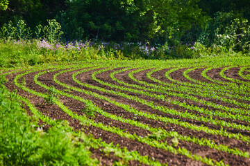 Wall Mural - Purple wildflowers growing along field with new budding plants