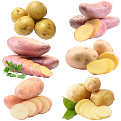 Wall Mural - Collection of potatoes isolated