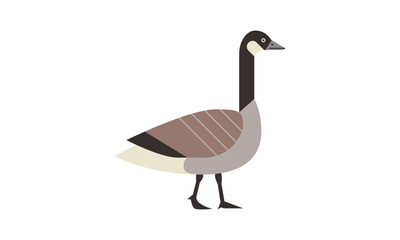 canada goose (branta canadensis) flat style vector illustration