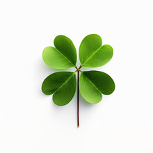 Clover Leaf Isolated On White Background