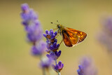 Fototapeta Lawenda - Butterfly