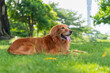 © chendongshan - Golden Retriever lying on grass in park