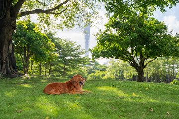 Canvas Print - Golden Retriever lying on grass in park