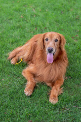 Wall Mural - Golden Retriever lying on grass in park