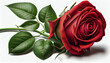 single red rose on white background valentines day, love sign