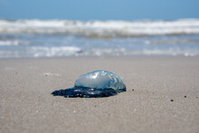 Portuguese Man O' War Jellyfish On Sandy Beach