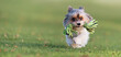 Happy Biewer Yorkshire Terrier dog running in the grass with stick toy for dogs outdoors on a sunny day. Funny puppy playing with dog toy