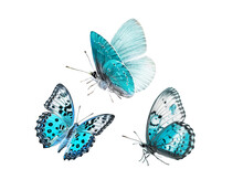 Three Blue Butterflies Isolated On A White Background.