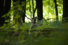 Hare In The Forest, Lepus Europaeus, The Brown Hare In Wild Habitat Between Trees On Green Background. Brown Hare In The Deep Forest.