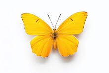 A Yellow Butterfly Isolated On White Background. Butterfly. Generative Ai