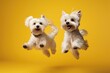 Jumping Moment, Two Maltese Dogs On Yellow Background . Jumping Moment, Maltese Dogs, Yellow Background, Photography, Pet Ownership, Canines, Visual Aesthetics.