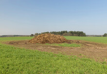A Large Amount Of Manure Used As A Natural Fertilizer In Agriculture