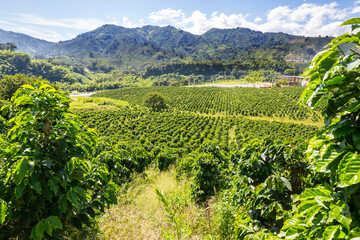 Poster - Coffee plantation