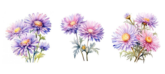 Wall Mural - summer aster flowers watercolor ai generated
