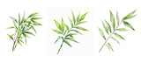 Fototapeta Sypialnia - leaves bamboo leaf watercolor ai generated