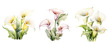 Vintage Calla Lily Flowers Watercolor Ai Generated